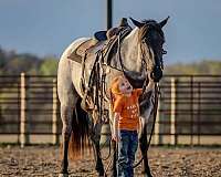 show-quarter-horse