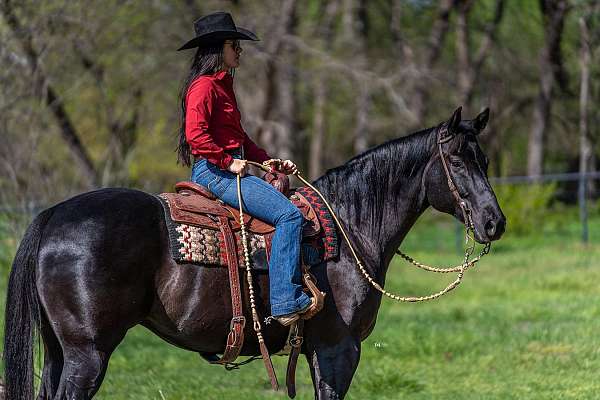 show-quarter-horse