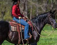 show-quarter-horse