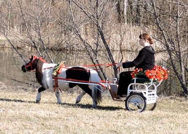 showmanship-miniature-horse