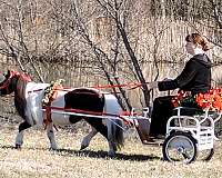 showmanship-miniature-horse