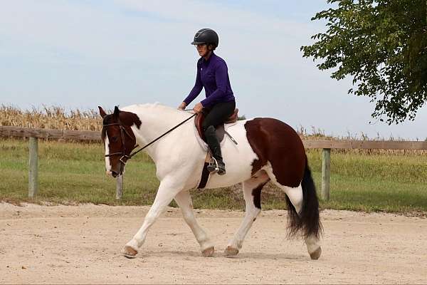 trail-gypsy-vanner-horse