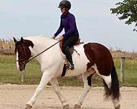 trail-gypsy-vanner-horse