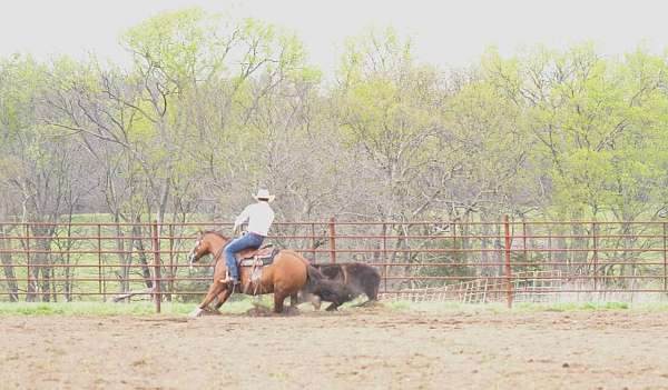 trail-quarter-horse