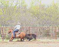 trail-quarter-horse