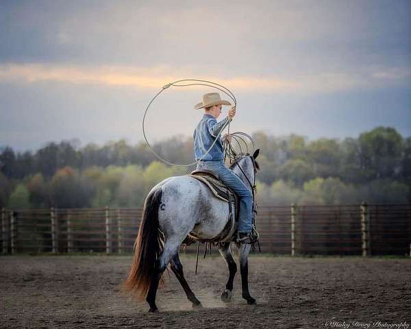 trail-quarter-horse