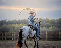 trail-quarter-horse