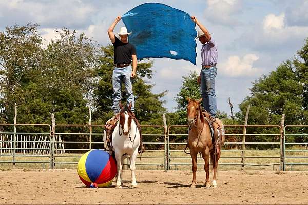 trail-riding-gypsy-vanner-horse