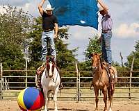 trail-riding-gypsy-vanner-horse