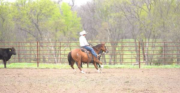 trail-riding-quarter-horse