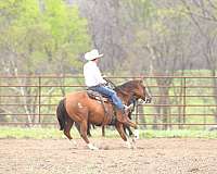 trail-riding-quarter-horse