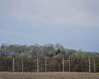trail-riding-quarter-horse
