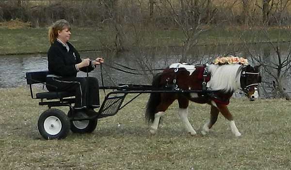 trained-miniature-horse