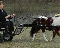 trained-miniature-horse