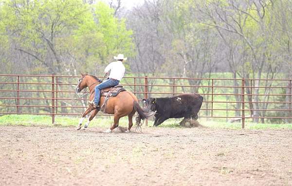 western-riding-quarter-horse