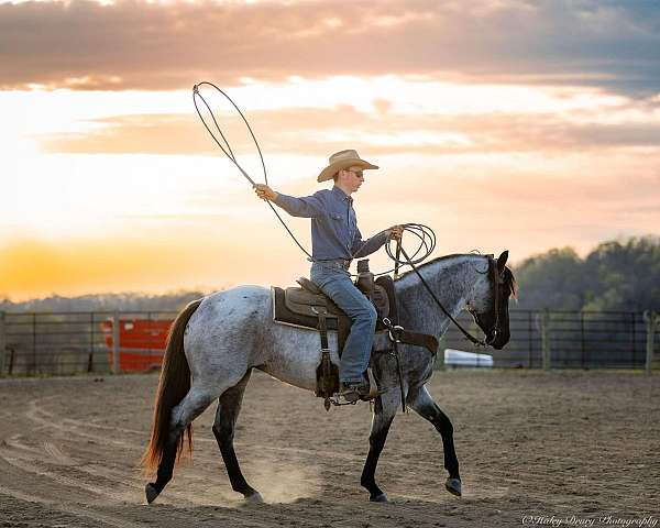 western-riding-quarter-horse