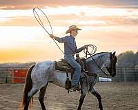 western-riding-quarter-horse