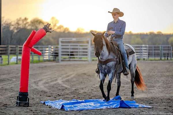 working-cattle-quarter-horse