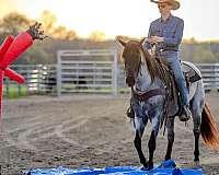 working-cattle-quarter-horse