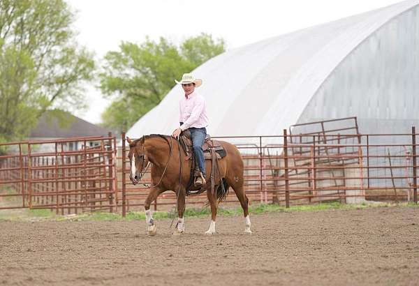 working-cow-quarter-horse