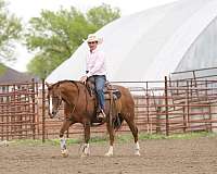 working-cow-quarter-horse